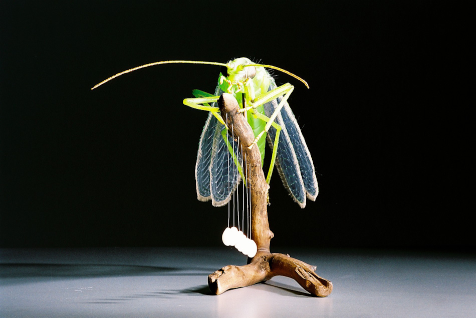 Common Green Lacewing Insect Models Julia Stoess